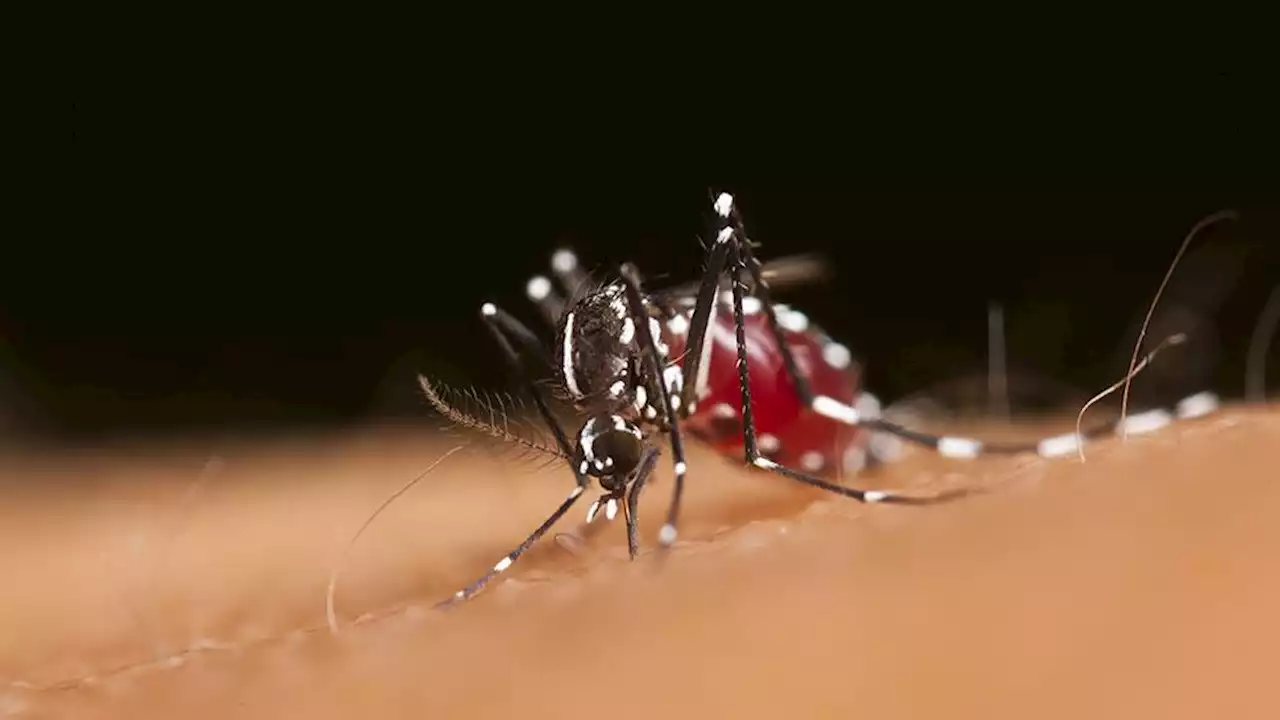 Are people with diabetes more prone to mosquito bites?