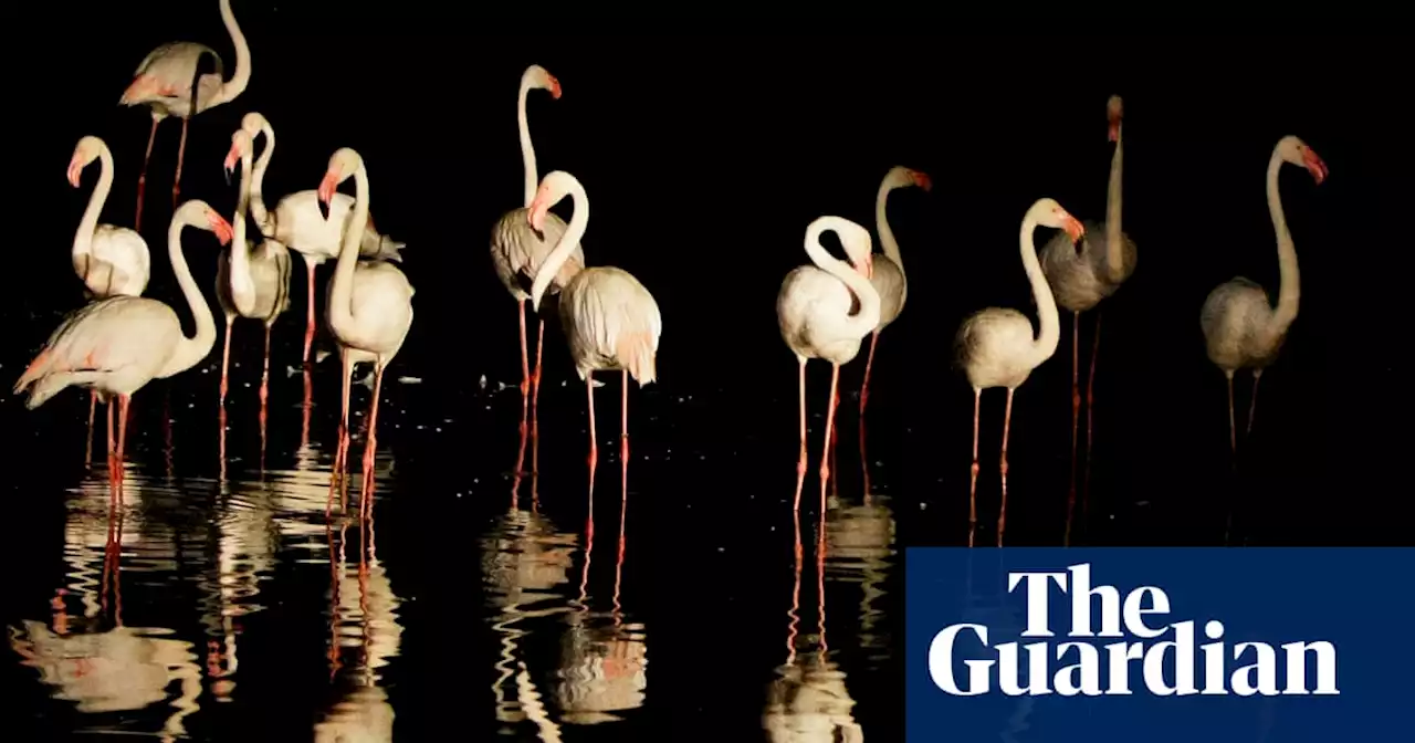 Not in Kansas any more: flamingo that fled zoo spotted in Texas after 17 years