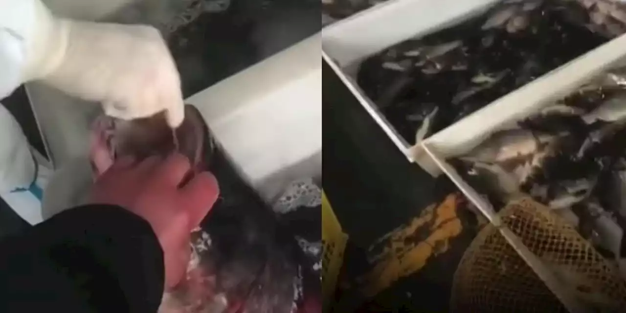 Live fish given a Covid test in Shanghai market