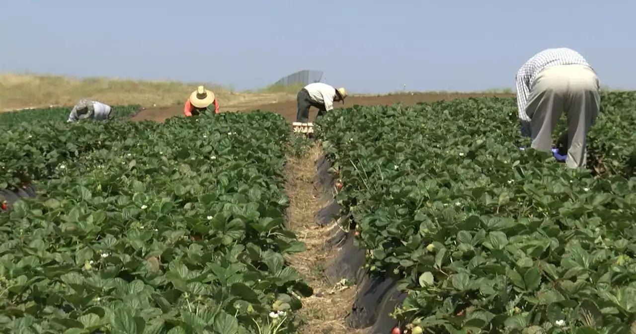 Demonstrators call on Newsom to approve farmworker union elections bill