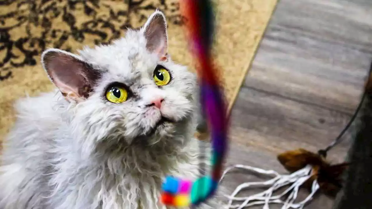 Pompous Albert, a Utah cat who gained a large online following, dies