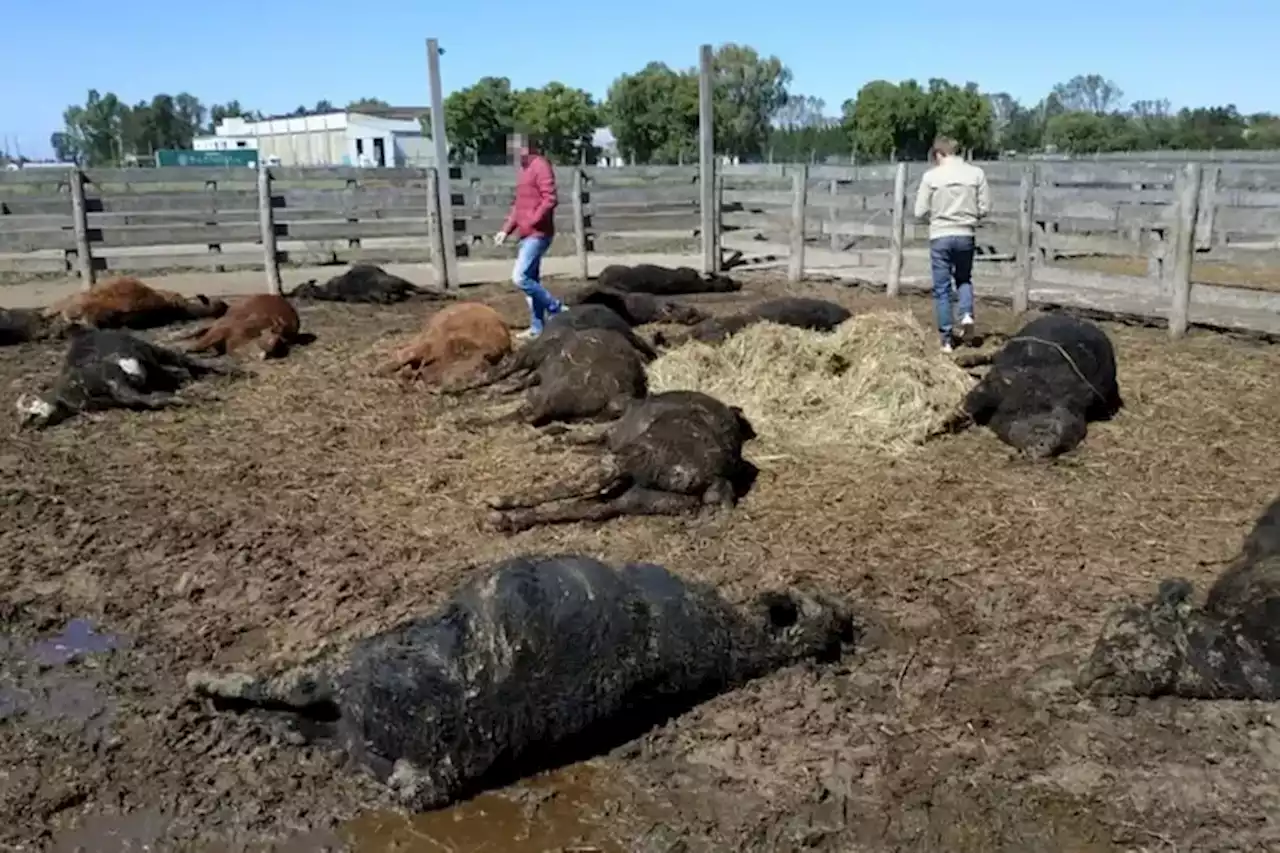 Conmoción por una masiva muerte de terneros: el factor que habría detonado el caso