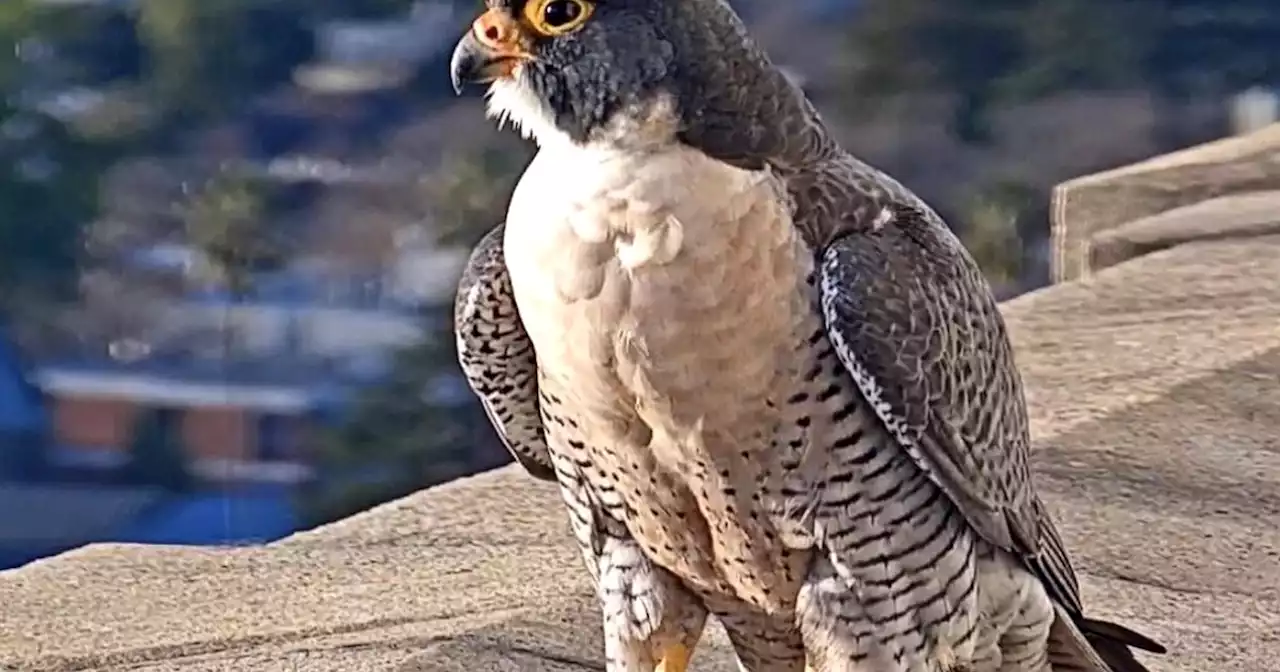 Cherished falcon at UC Berkeley dies