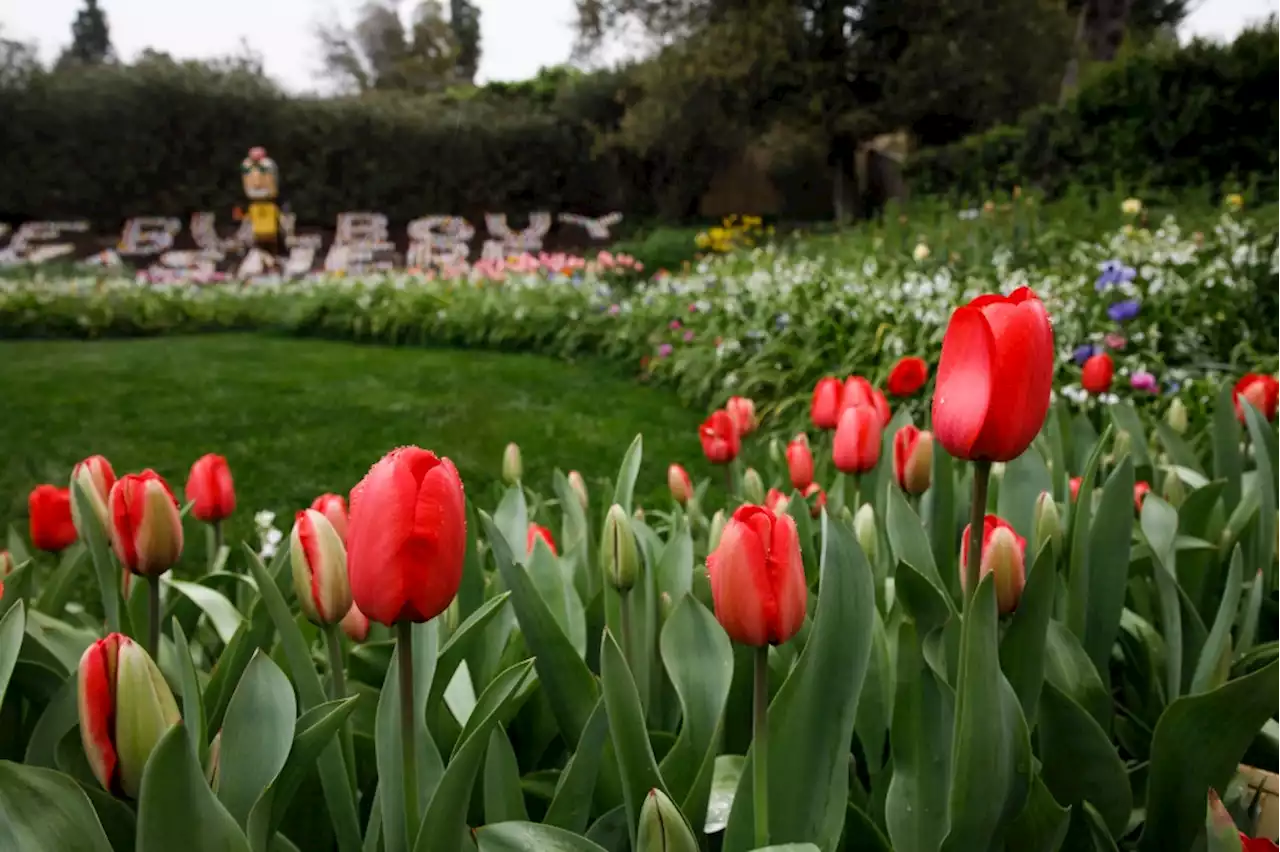 ‘The Bulb Guy’ closes popular San Jose garden this year for touching reason