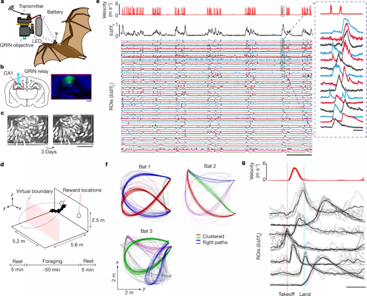 A stable hippocampal code in freely flying bats - Nature