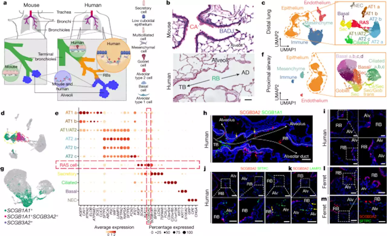 Human distal airways contain a multipotent secretory cell that can regenerate alveoli - Nature