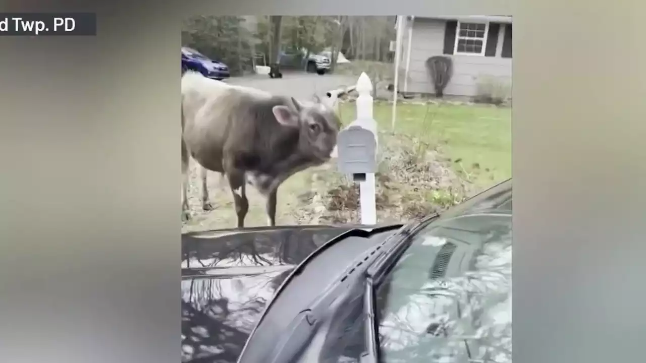 Watch: Bull on the Loose in New Jersey Lays Waste to Mailbox