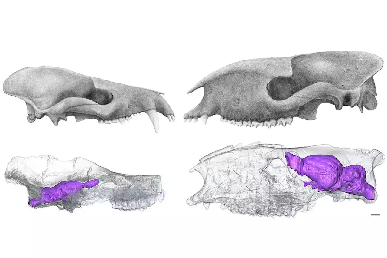 Mammals grew big after dinosaurs died but their brains stayed small