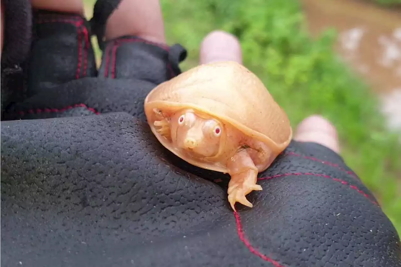 Rare albino turtle discovered in India