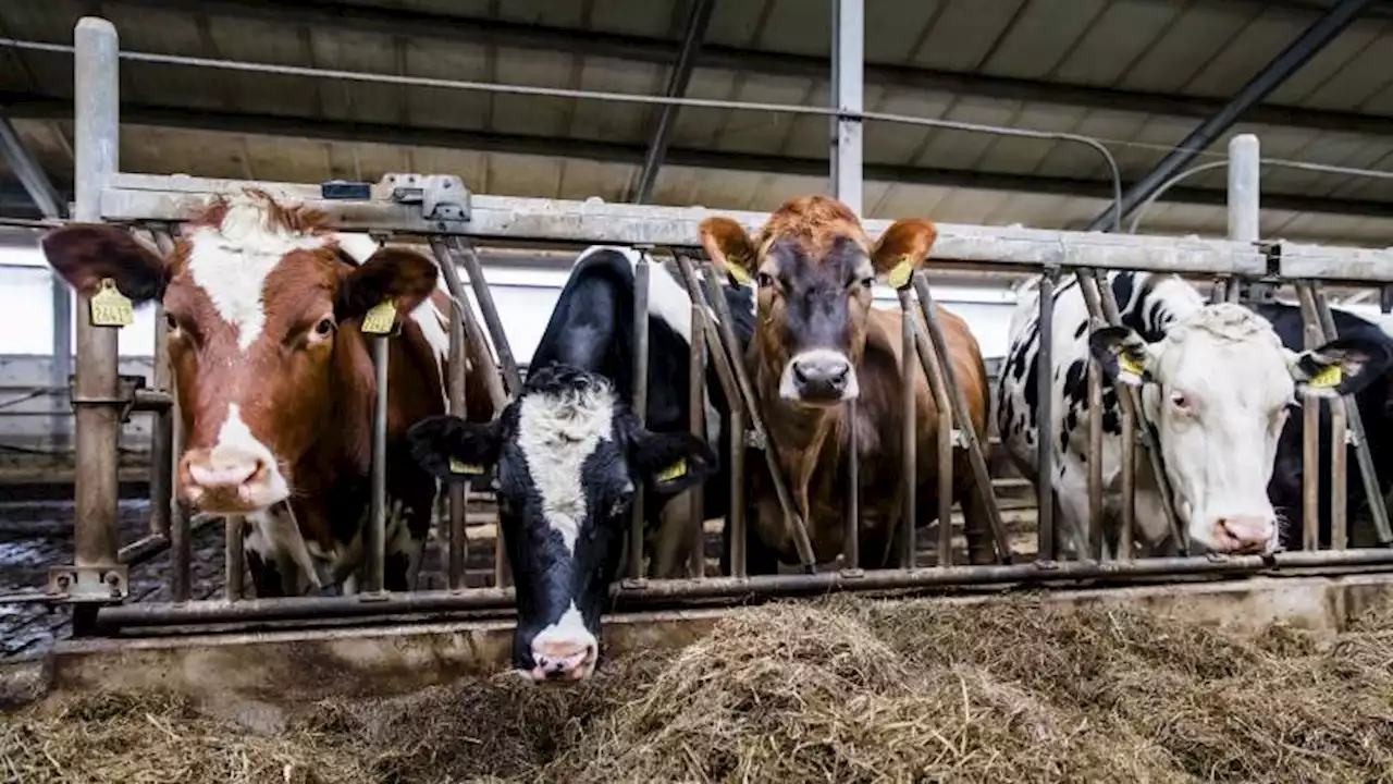 Minister Van der Wal: nog dit jaar boeren vrijwillig uitkopen