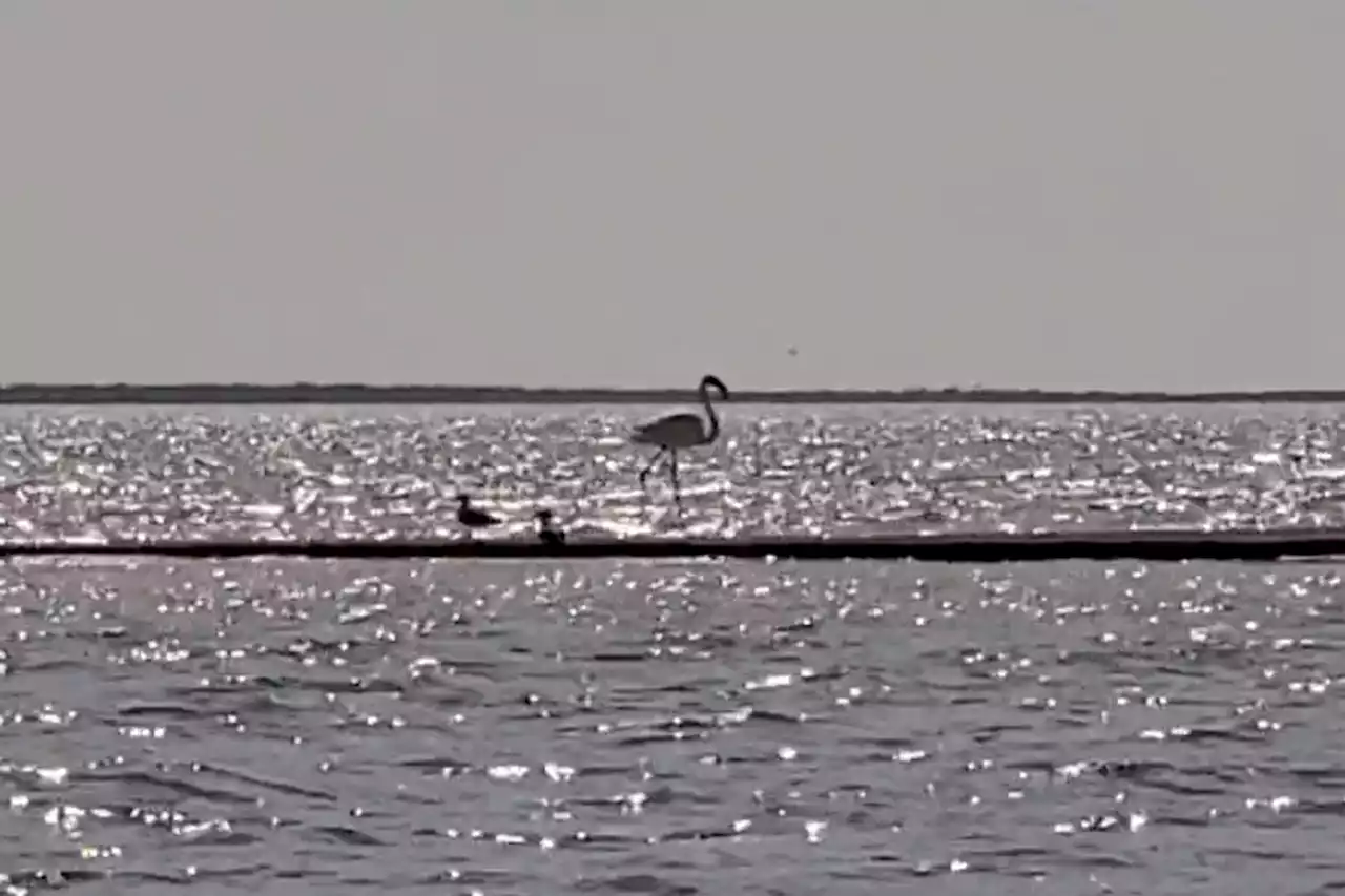 Escaped zoo flamingo spotted 17 years after it flew away from Kansas zoo