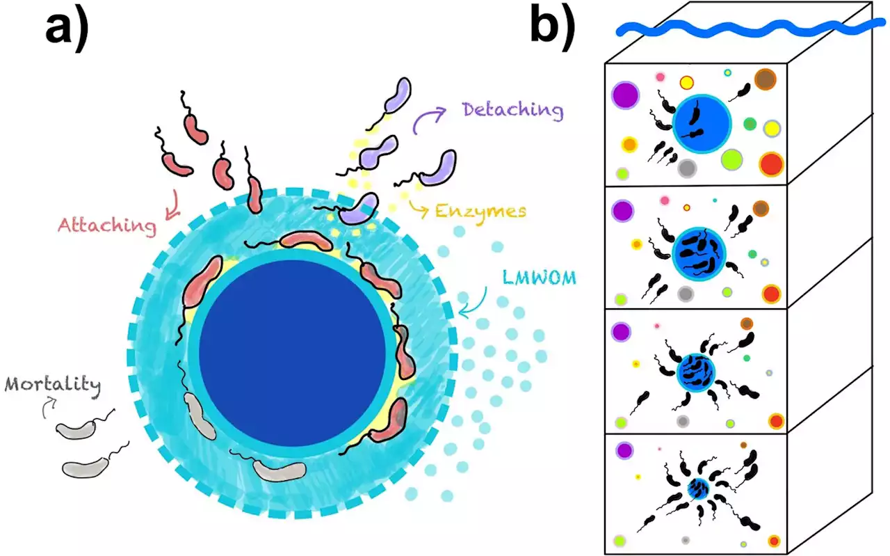 Scientists can predict carbon transfer in the ocean based on deep-diving tiny organisms