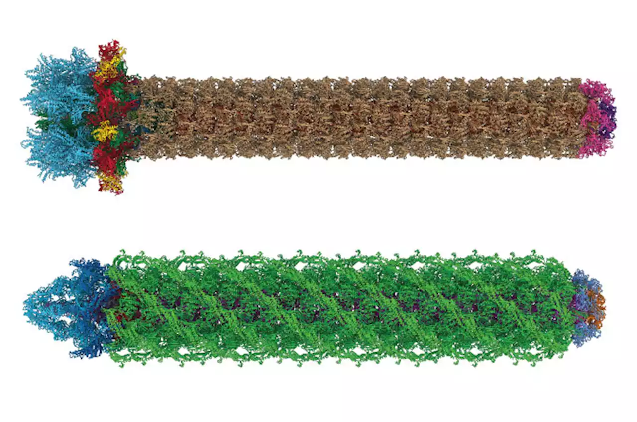 New images reveal details of two bacteria’s molecular syringes