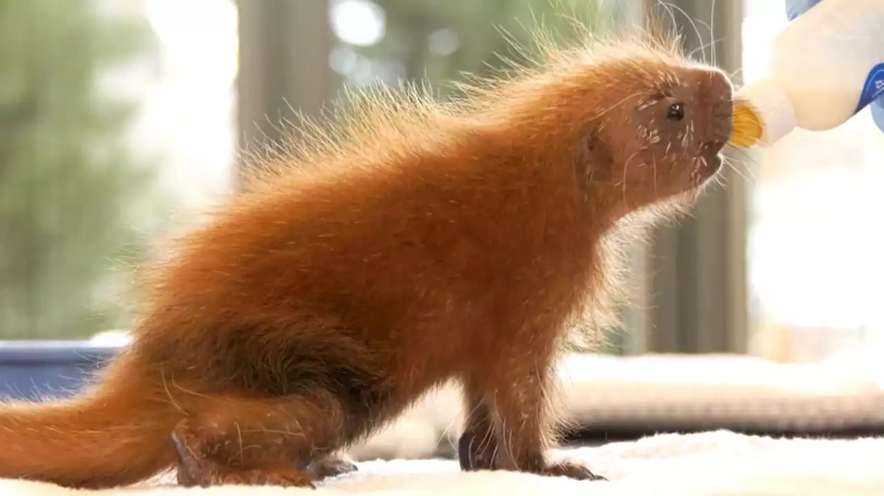 So niedlich sind Baby-Stachelschweine: Nachwuchs in Zoo von Chicago geboren