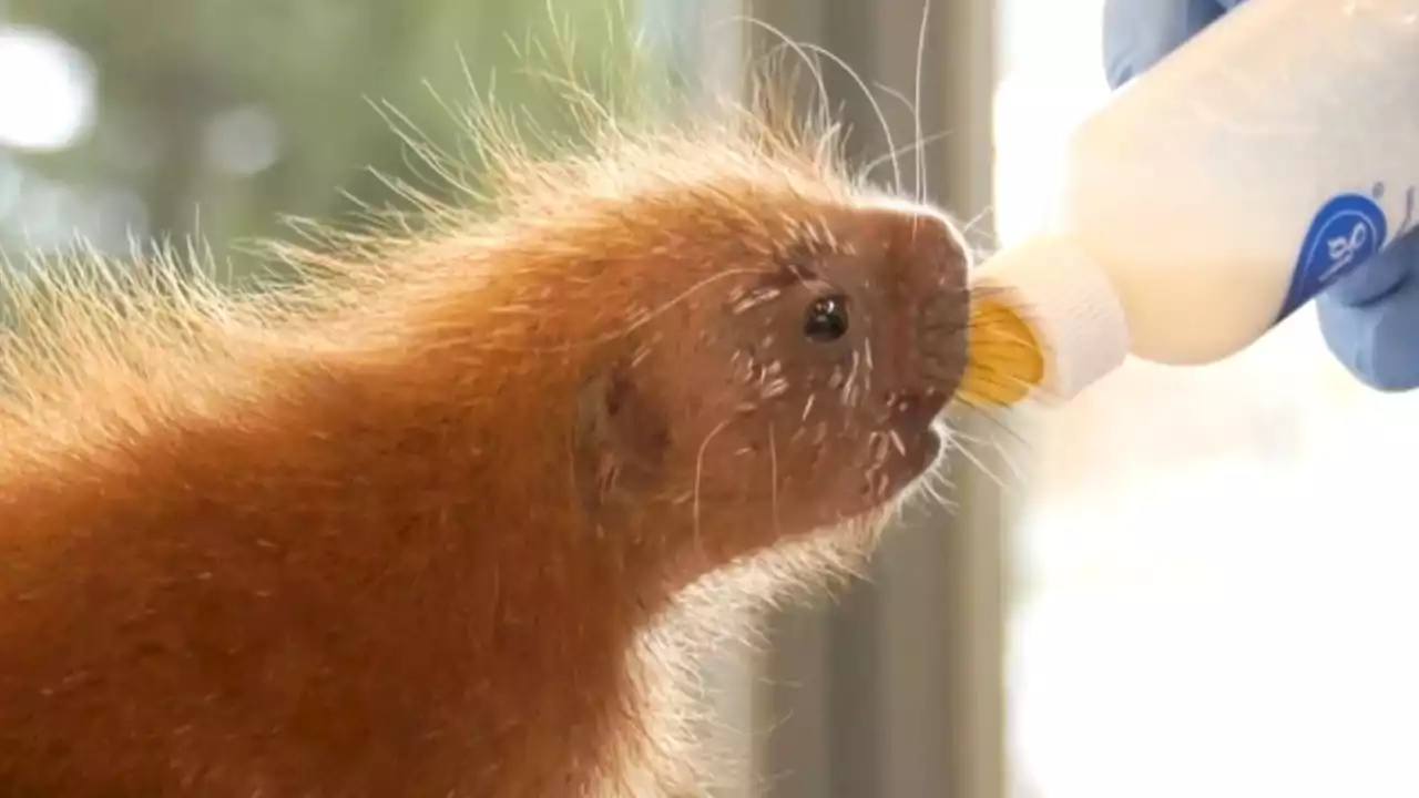 Weil die Mama sich nicht kümmert: Stachelschwein-Baby wird mit Flasche großgezogen