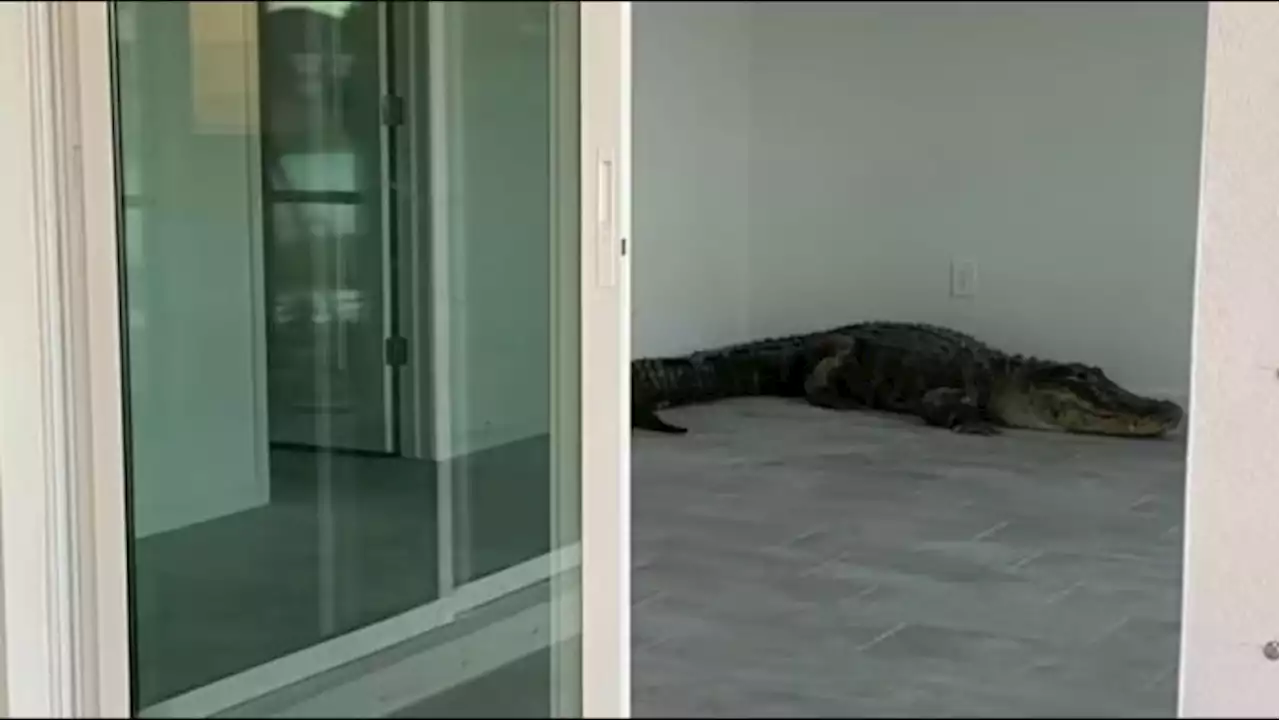 Video: Florida home offers 3-bed, 3-bath, and one 12-foot alligator