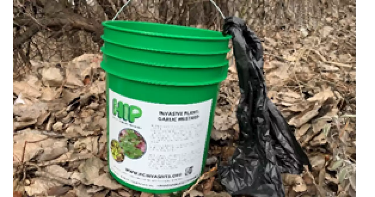 Hamilton County Invasives Partnership takes new approach to 'bucket challenge'