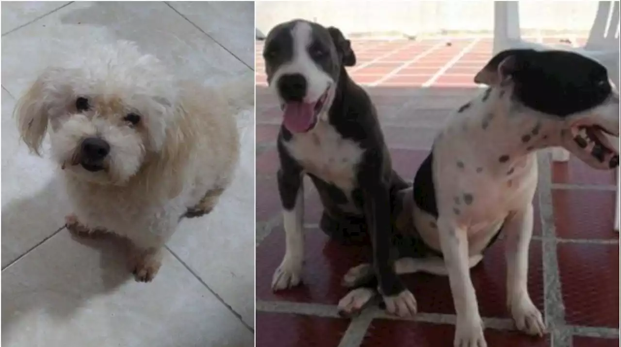 Buscan a estas mascotas en El Carmen, Siape y Las Flores