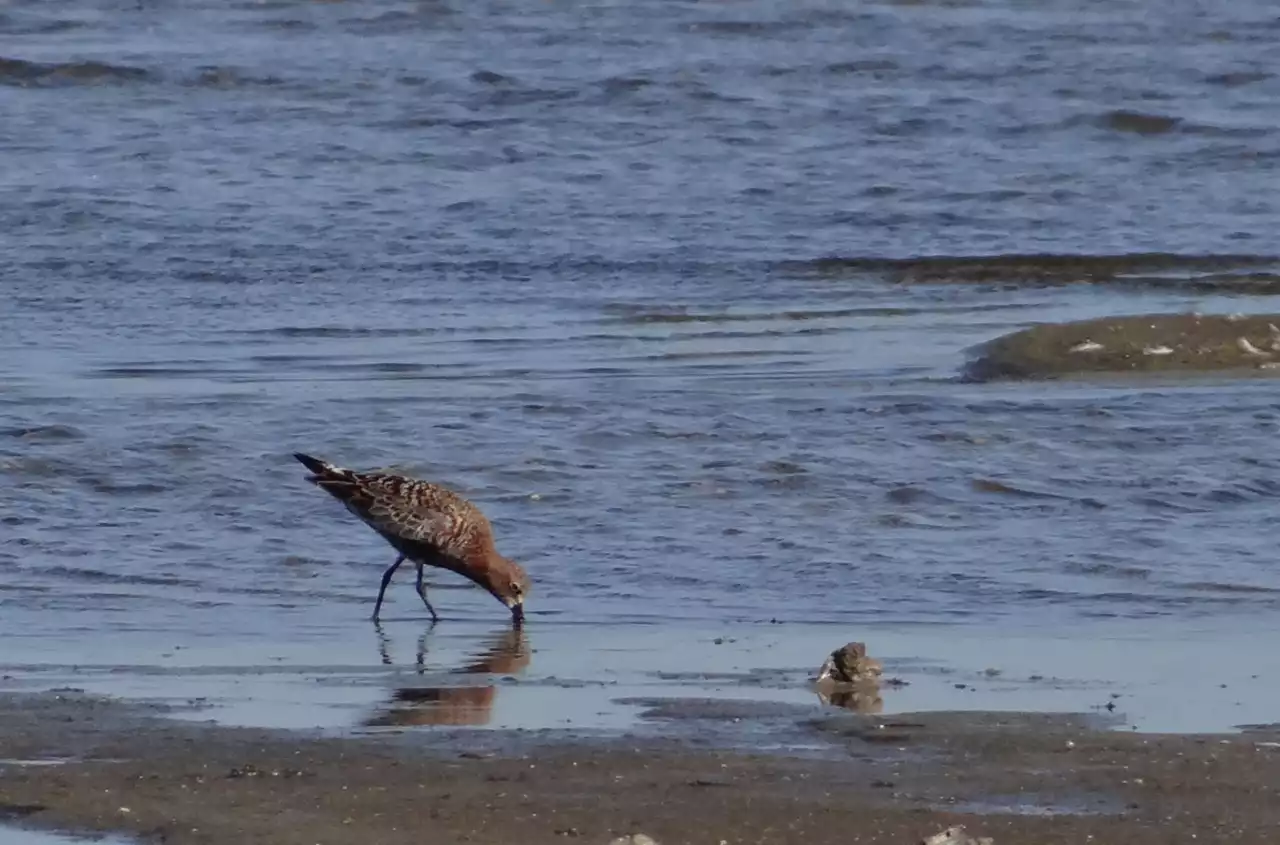 WAR IN EUROPE: Migration in a time of war: A tiny bird’s mighty trek through Ukraine battle zones