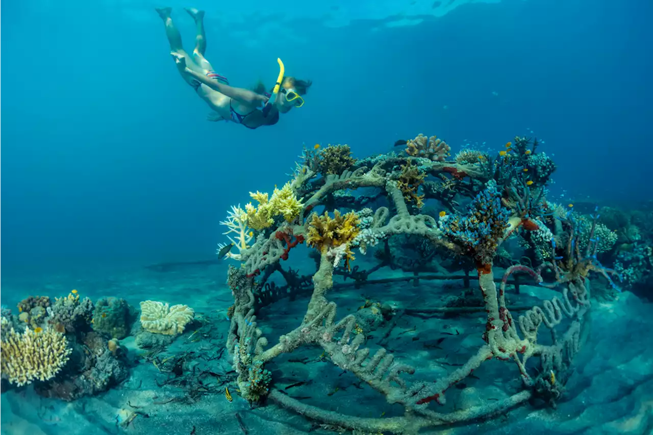 How Volunteers Are Helping Keep Coral Reefs Alive