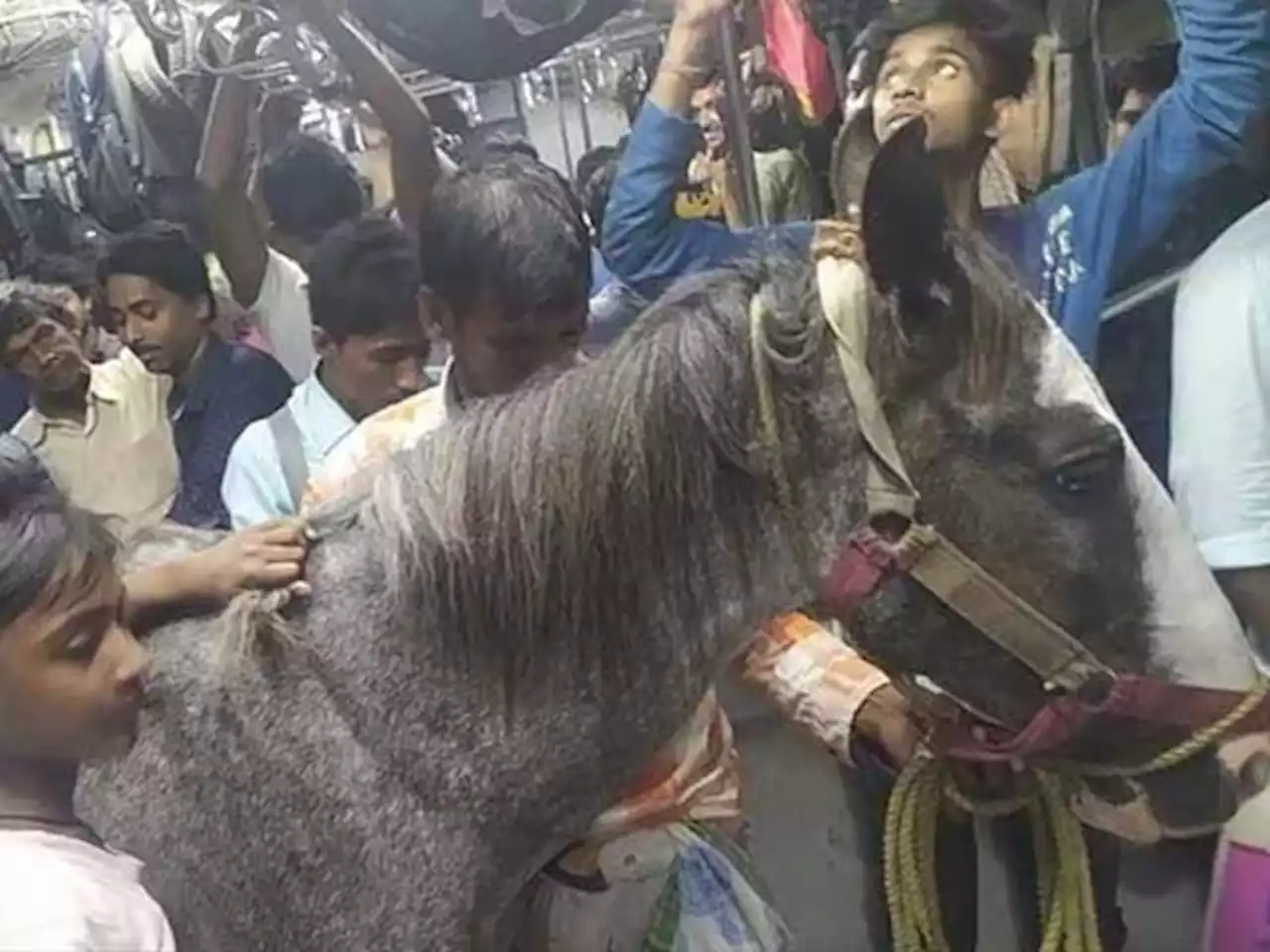 گھوڑے کو ٹرین میں ساتھ لیکر سفر کرنا مالک کو مہنگا پڑ گیا - ایکسپریس اردو