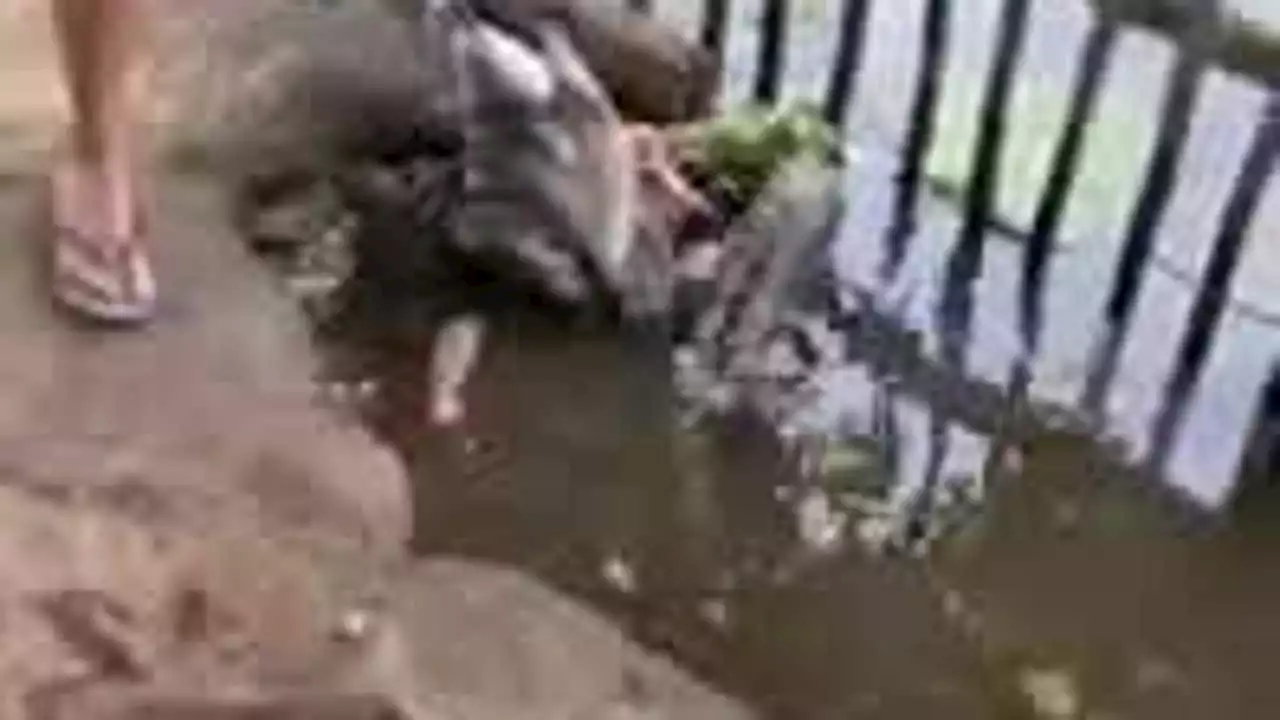 Video shows man saving goose from python's coils