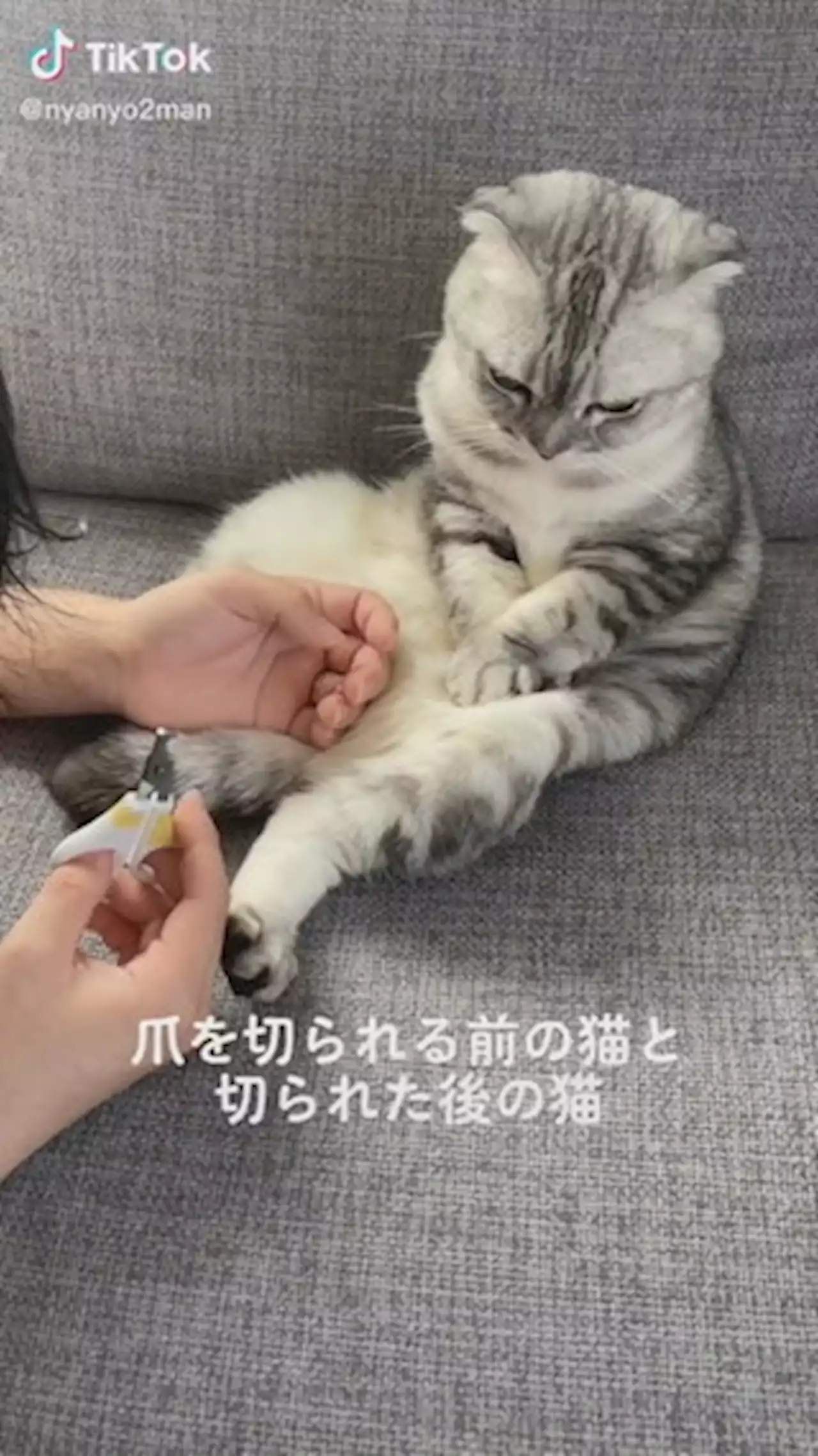 爪を切られる前の猫ちゃん→切られた後の猫ちゃん 頑張った猫のビフォーアフターが応援したくなるかわいさ - トピックス｜Infoseekニュース