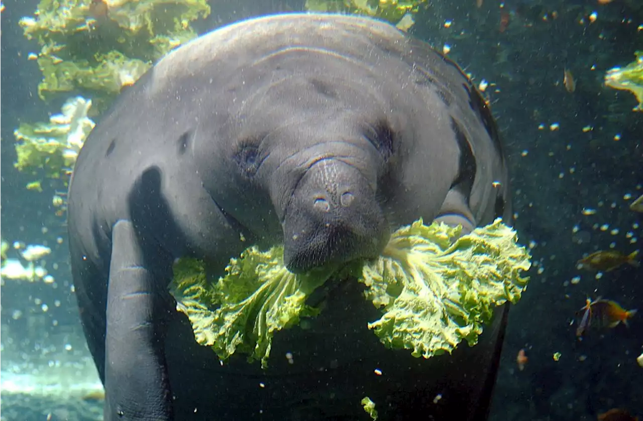 Trying everything, even lettuce, to save Florida’s beloved manatees