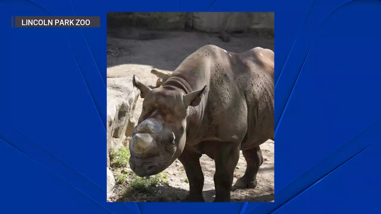 25-Year-Old Rhinoceros Ricko Dies of Acute Illness at Lincoln Park Zoo