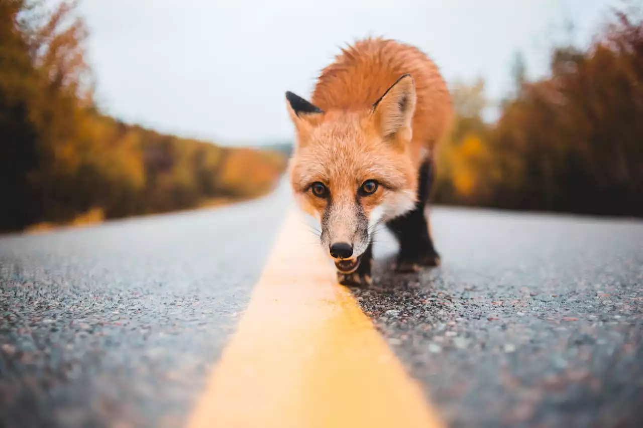 Capitol Hill is on rabies watch after feral fox's capture