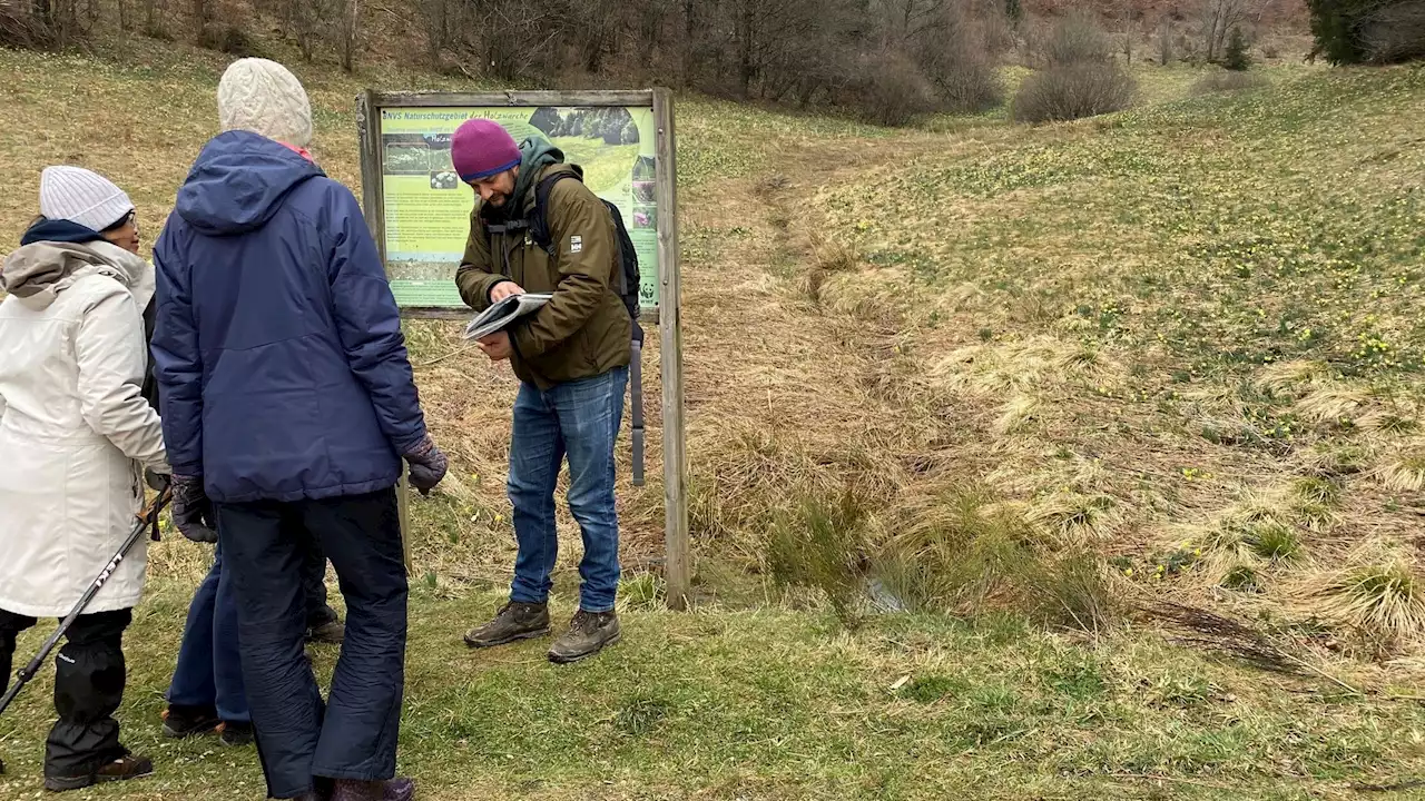 Rocherath : la vallée de la Holzwarche recouverte de son tapis doré de jonquilles