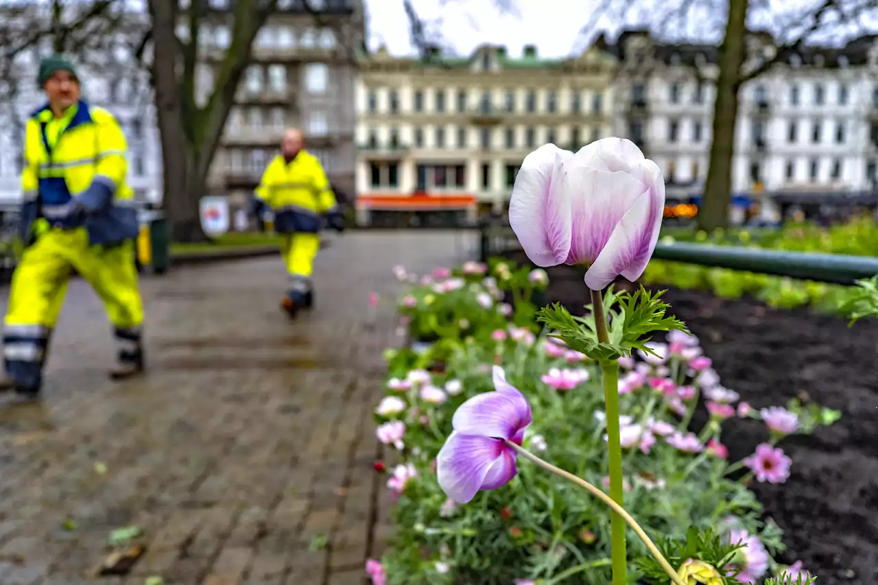 Trots snöoväder – nu planteras tusentals lökar på Malmös torg