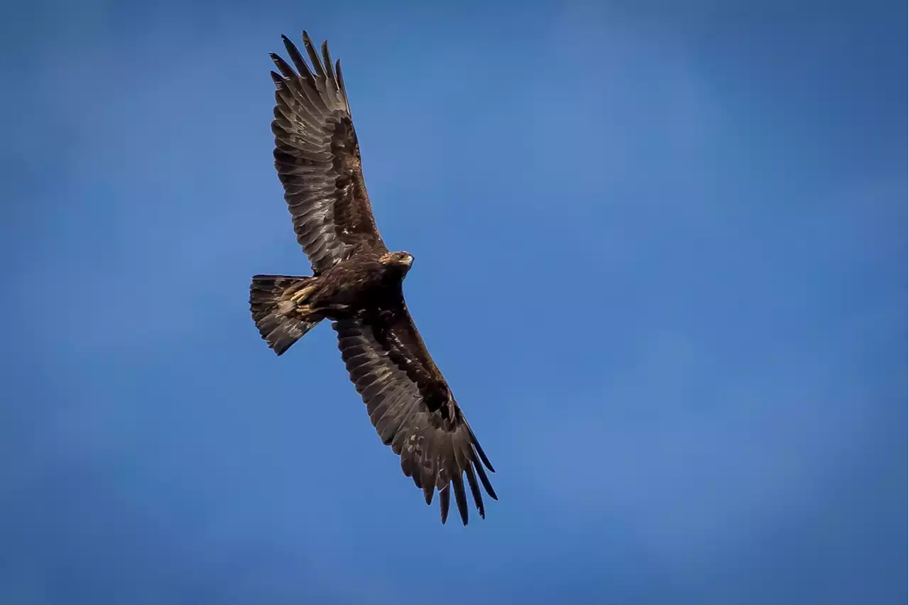 Energy company to pay up to $35 million after turbines killed eagles