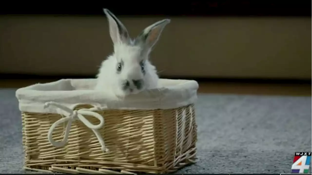 Warning: Don’t buy live rabbits as Easter presents