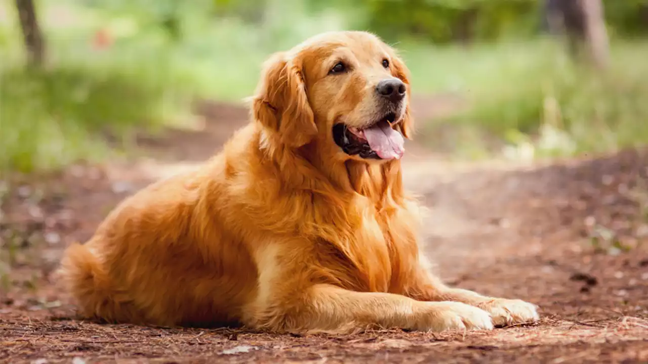 How often you wash your dog's bowl can affect your health, too, study says