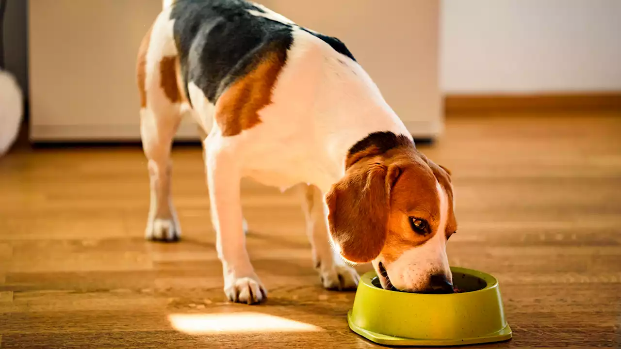 How often you wash your dog's bowl can affect your health, too, study says