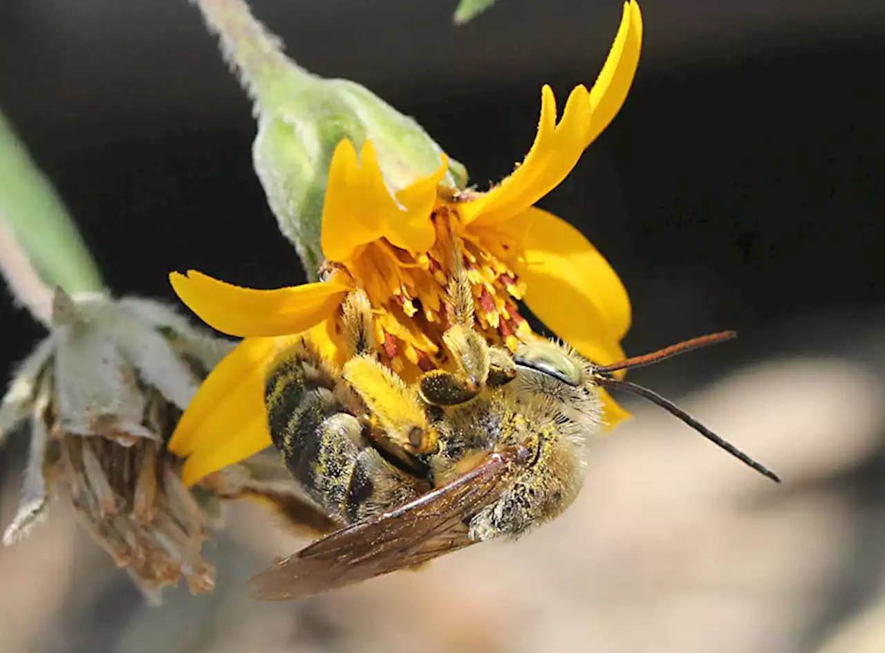 Meant to Bee: Austin Becomes Official Bee Haven