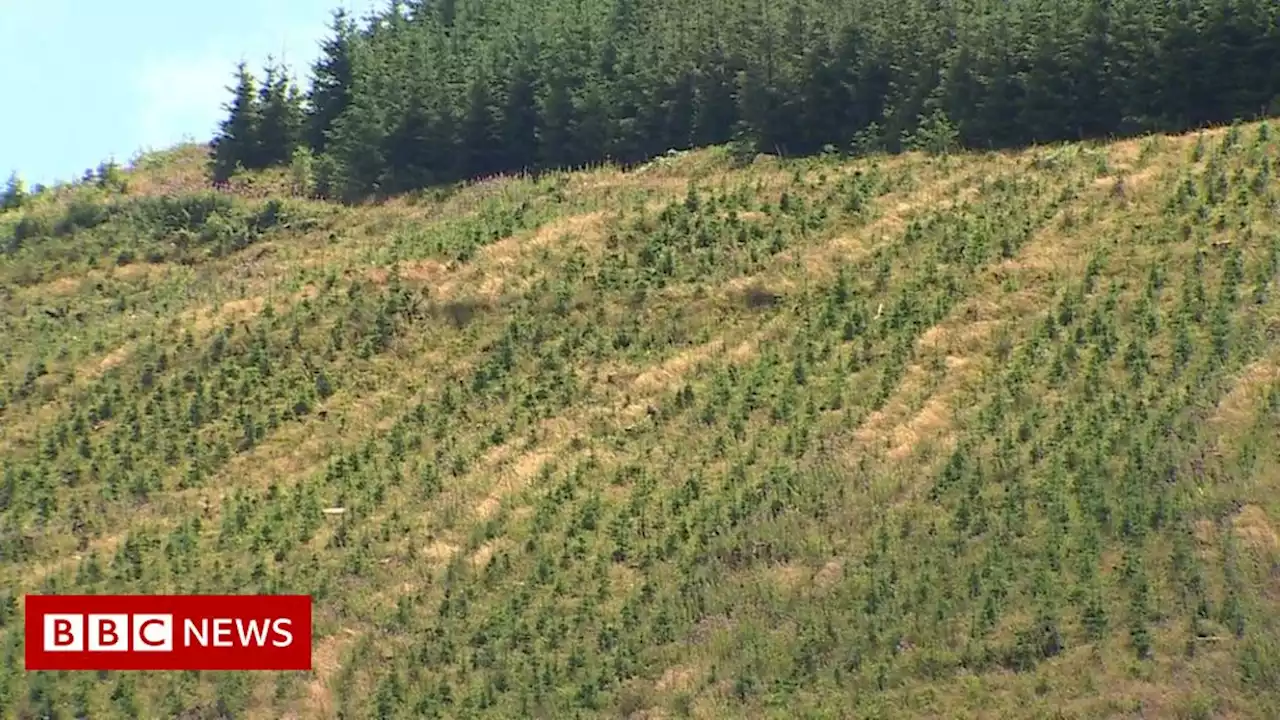 Climate change: Uncontrolled tree planting 'could harm landscape'