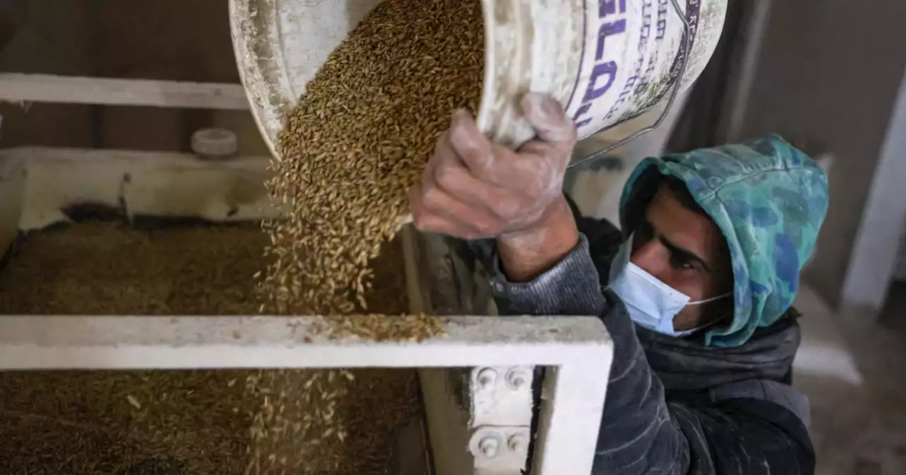 Aid Group Warns Palestine Wheat Reserves Could Soon Run Out Amid Ukraine Crisis