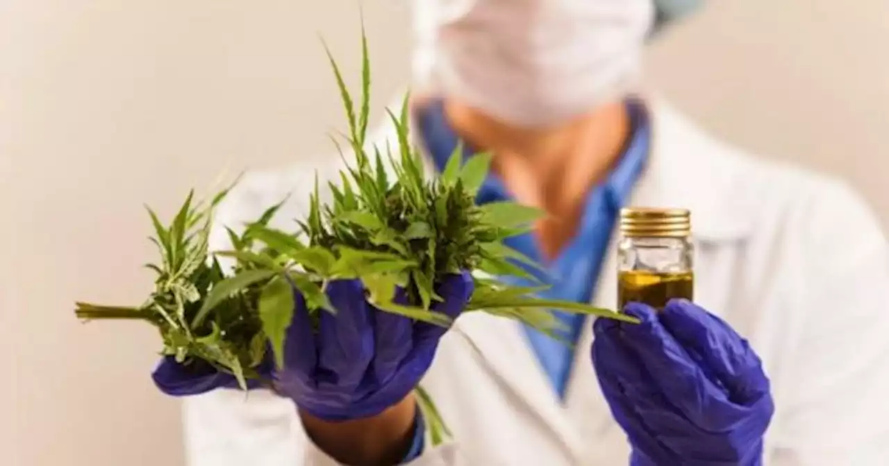 Cannabis medicinal: el Gobierno dio un paso clave para productos de uso terap�utico