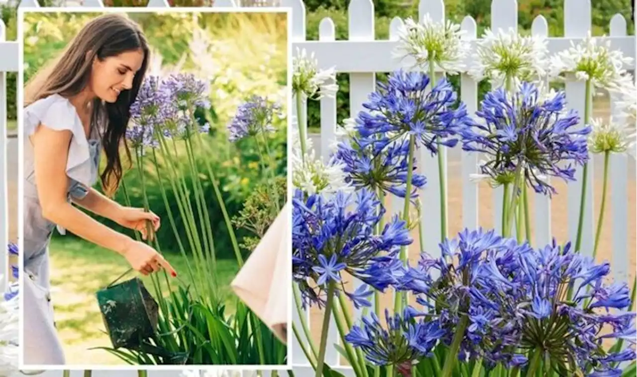 How to plant agapanthus - a simple growing guide for the perfect summer display