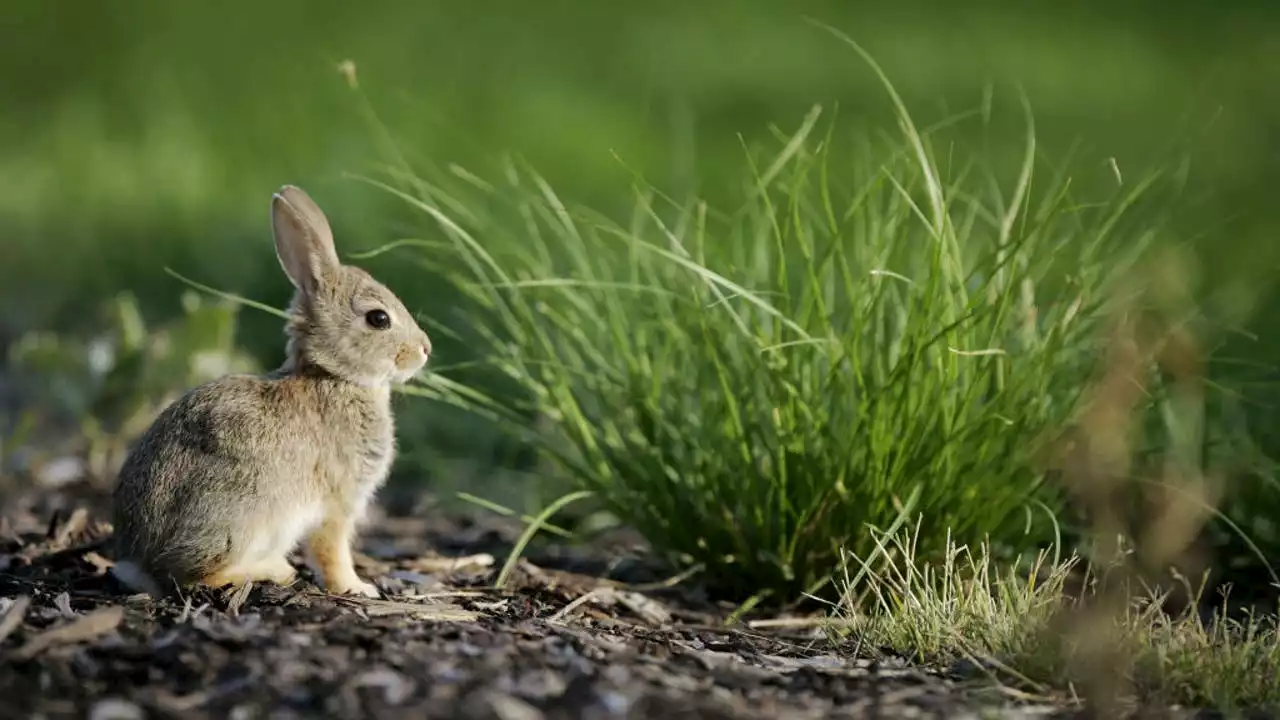 Think again before buying an real bunny for an Easter gift