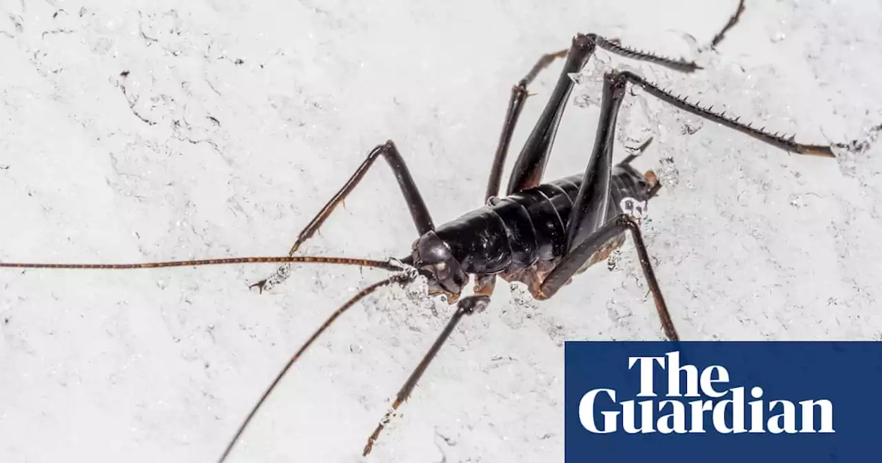 Six new wētā species found in New Zealand, as their habitat slowly disappears