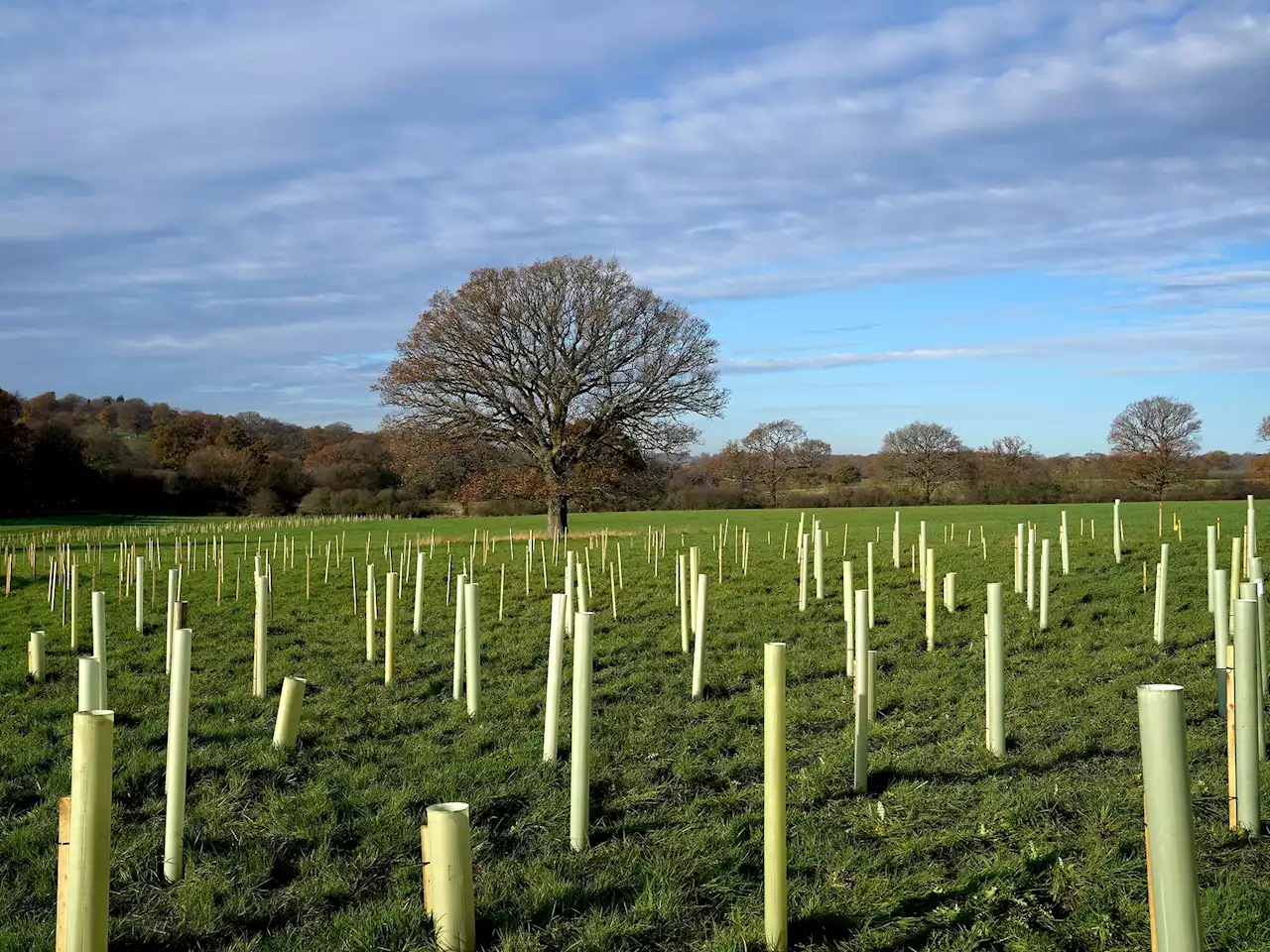 Is planting trees a waste of time?