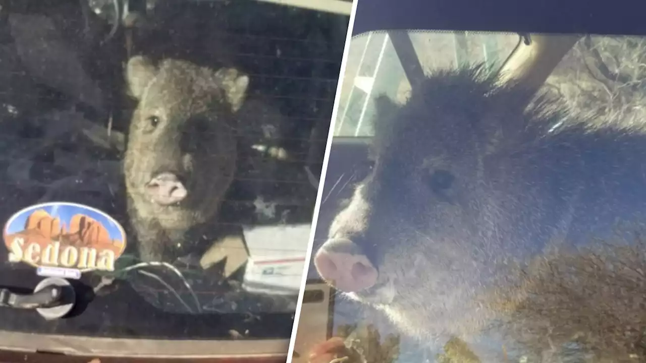 Wild Javelina Locks Itself in Car in Pursuit of Cheetos