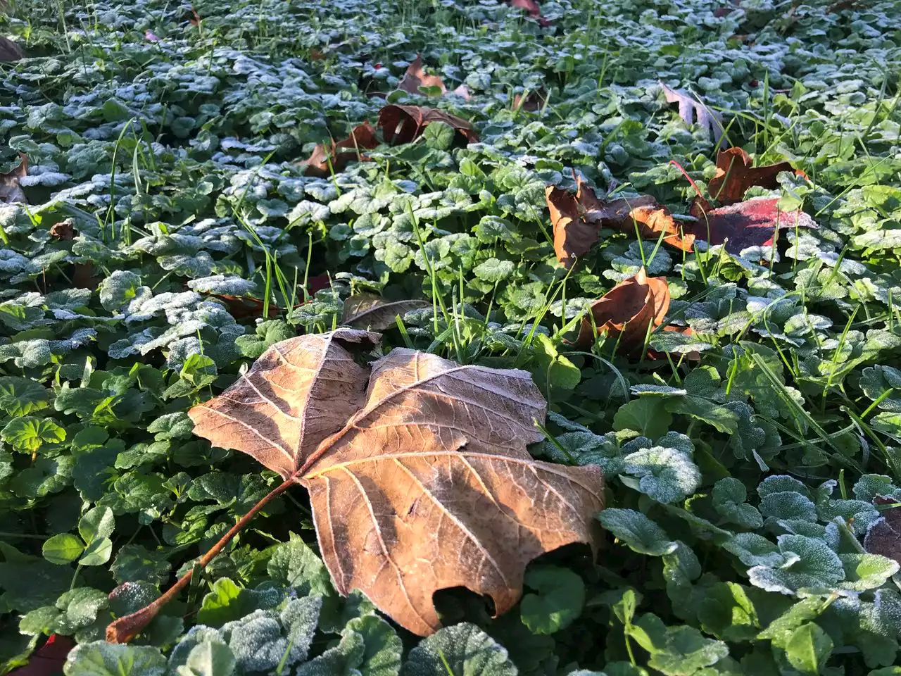 Monday frost to usher in warm week in central Pa., with nearly 80-degree highs