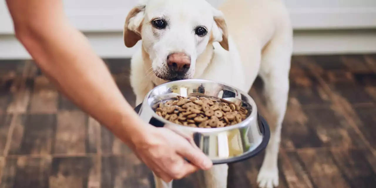 Here’s How Often You Should Really Wash Your Pet’s Food Bowl