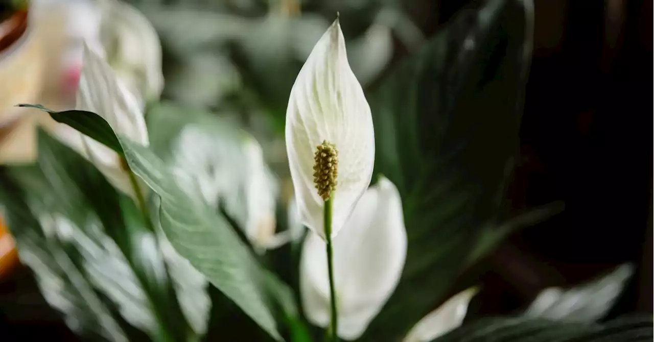 “My peace lily hasn’t got any flowers – how can I get it to bloom?”