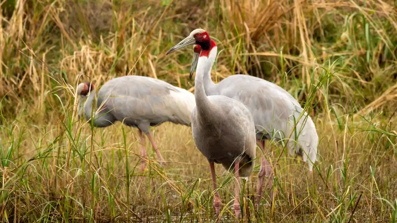 Sarus crane parents invite third bird to share the load