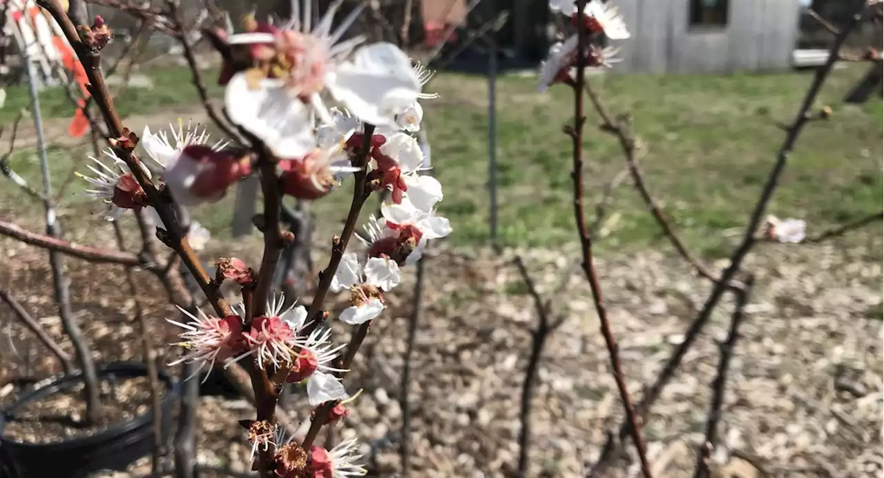 Open Orchard art project aims to restore NYC’s long-lost fruit trees